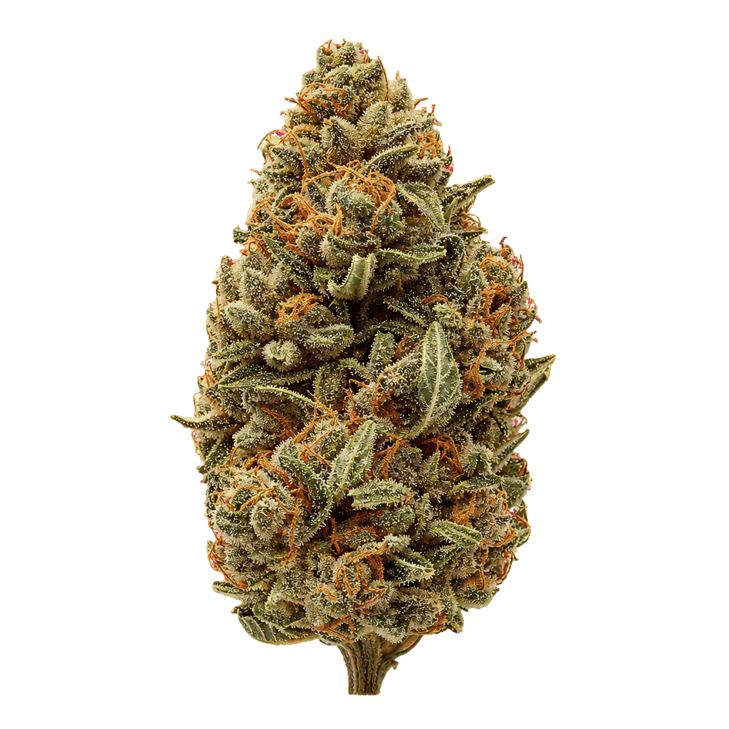 Black Pineapple