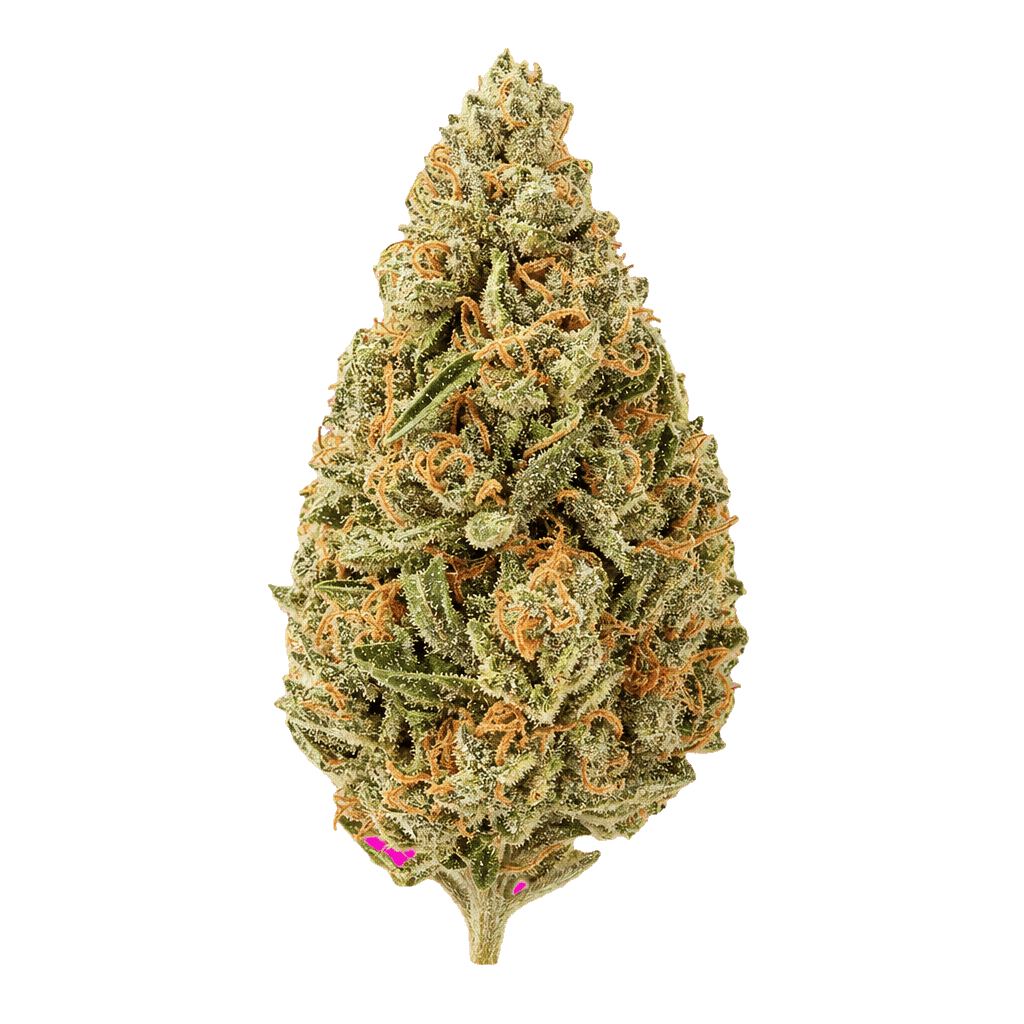 Disco Biscuit