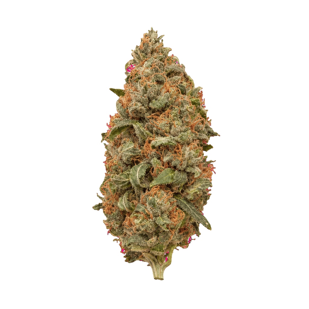 Neville’s Skunk
