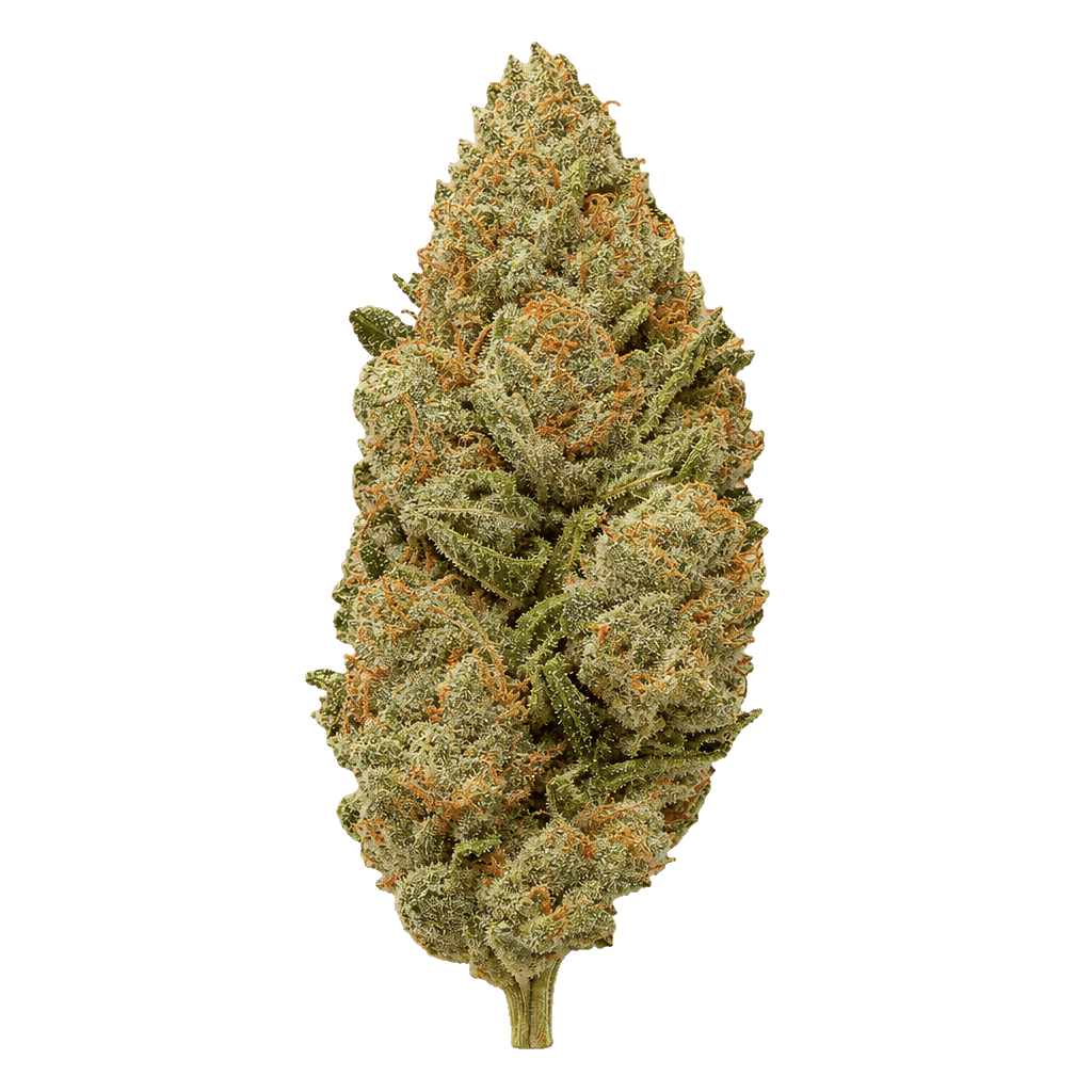 Slightly Stoopid Fruits