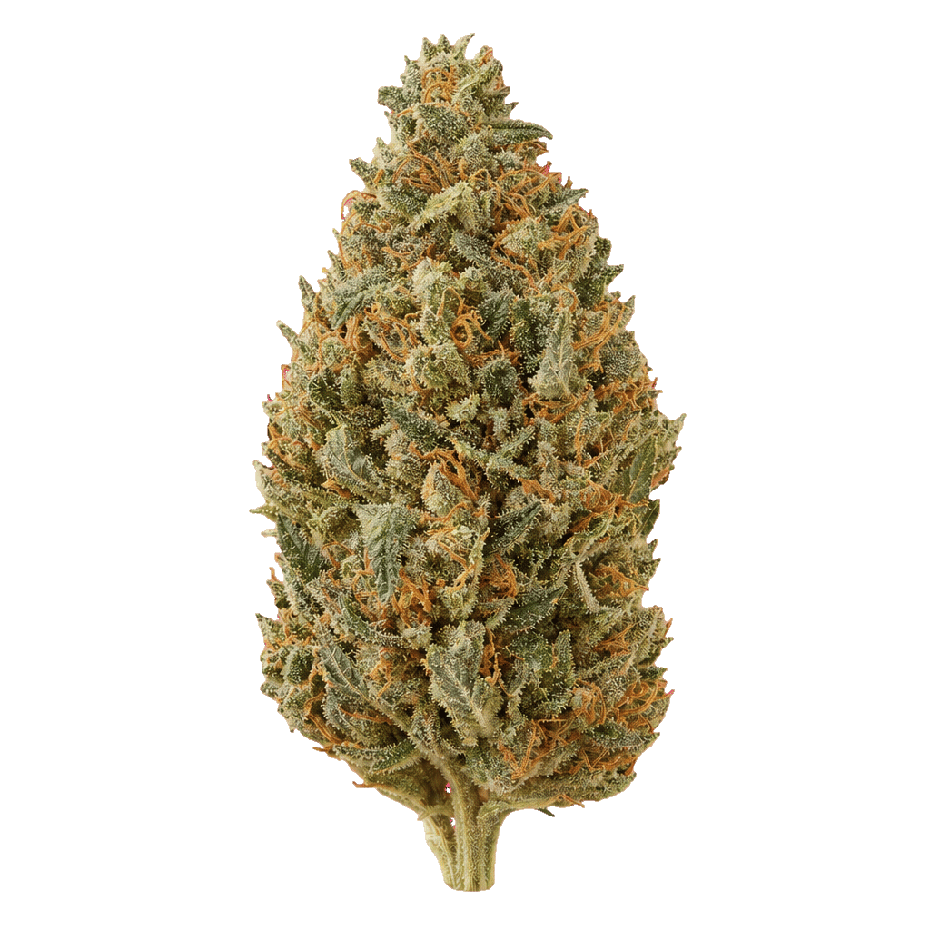Tropical Cake