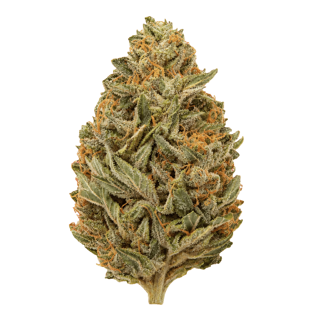 Lemon Viper Mimosa