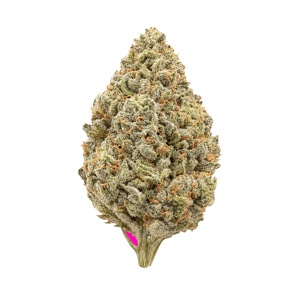 Siggis Waldbeerblüte