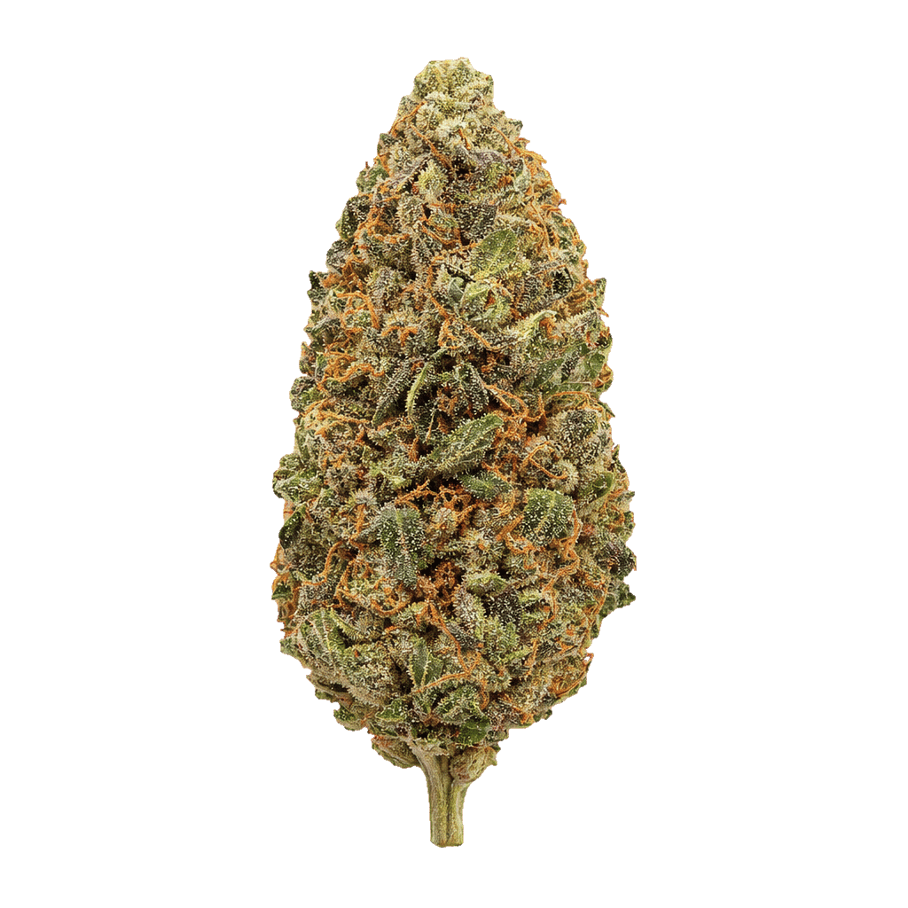 Critical 47