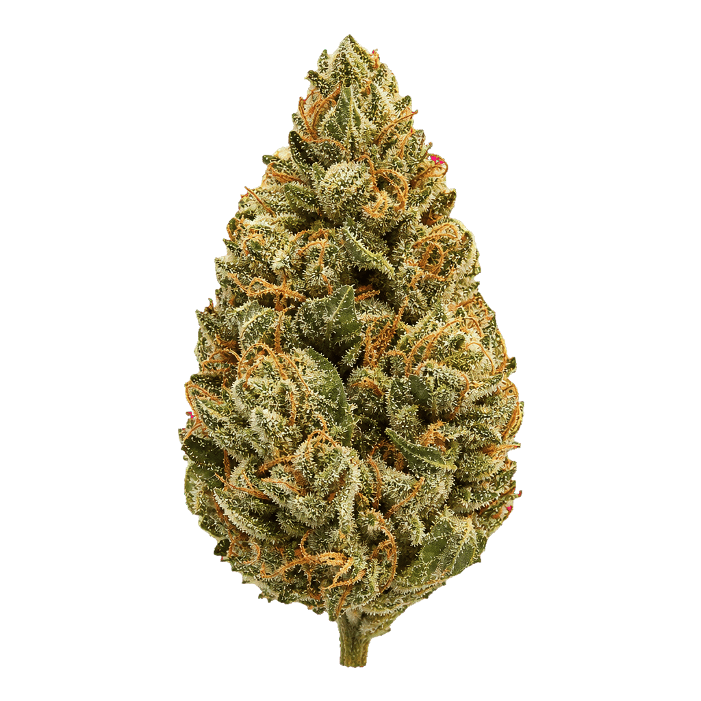 Durban Gorilla
