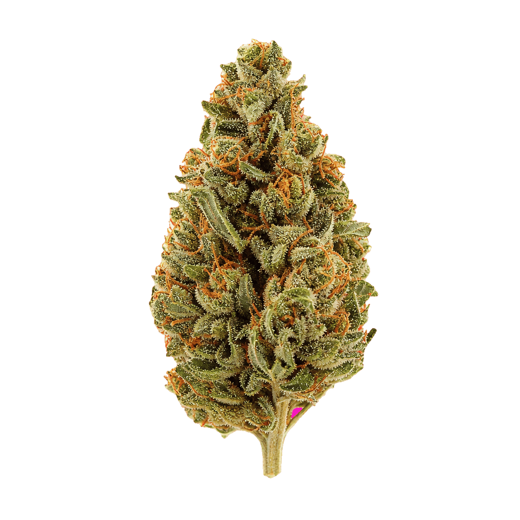 Dragon Berry Kush