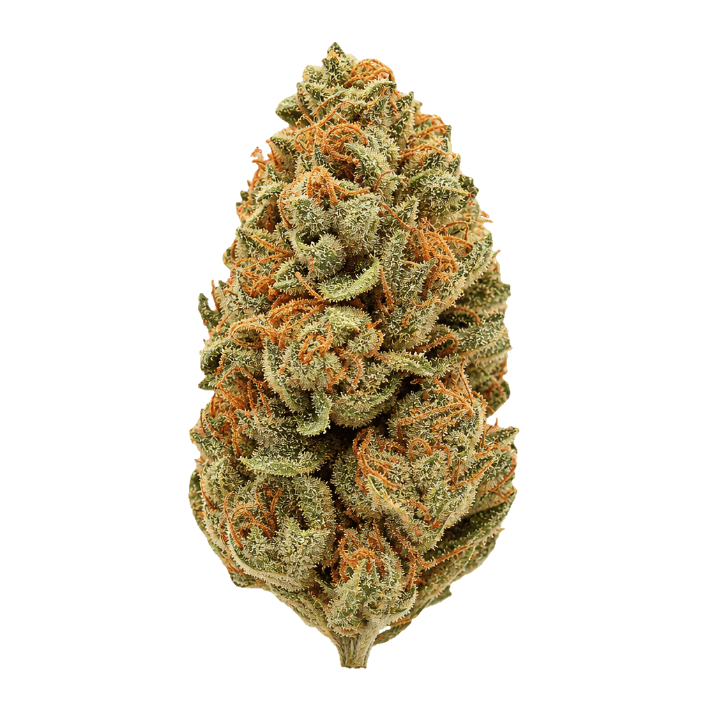 Glitterbomb x Rainbow Cheddar