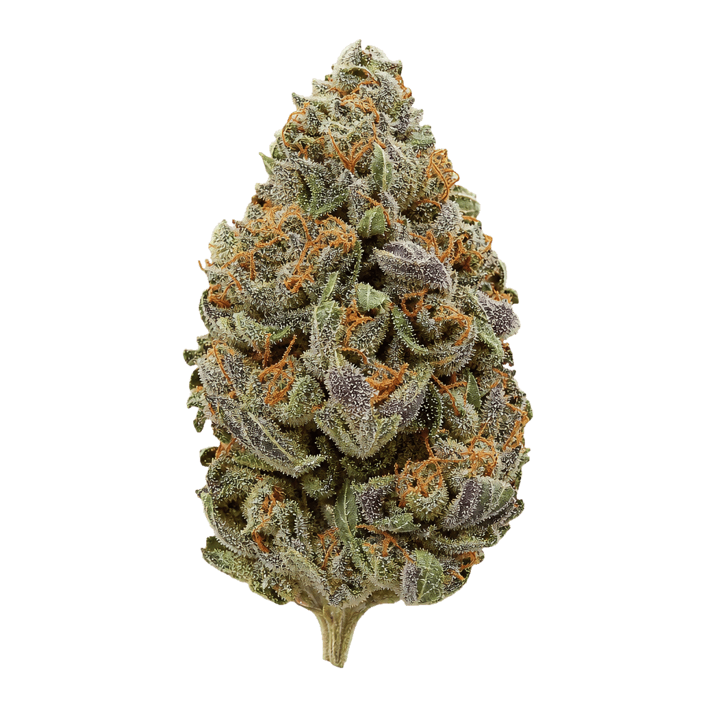 Pink Platinum Banana