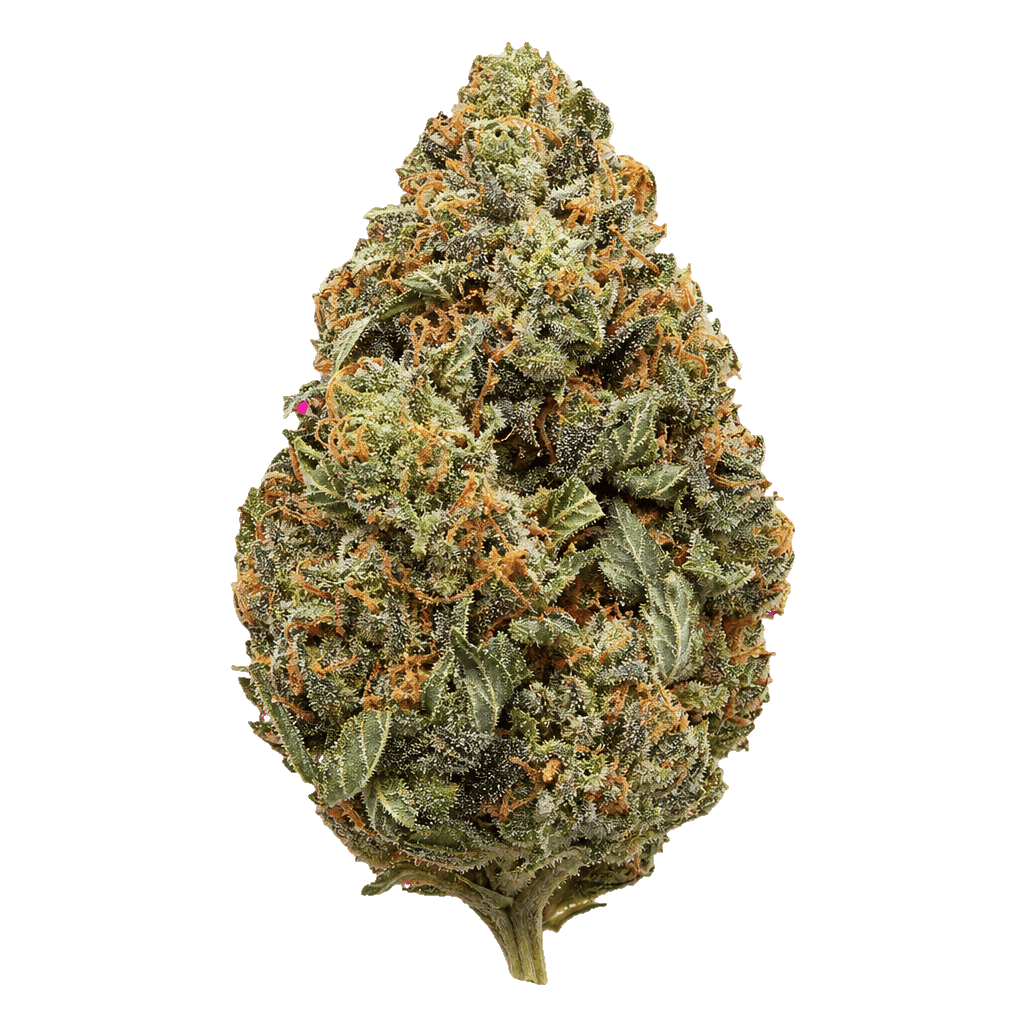 Cocoa Bomba