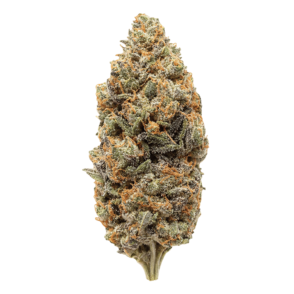 Peyote Critical