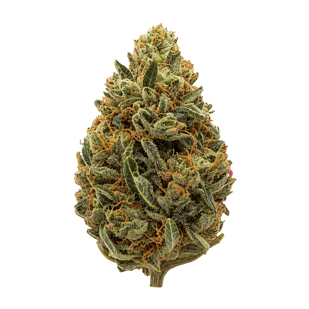 Mimosa Evo