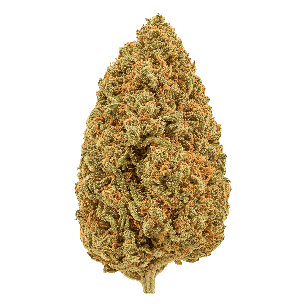 Amsterdam Amnesia