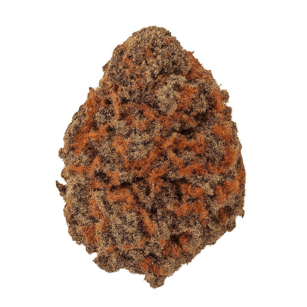 Fast Orange