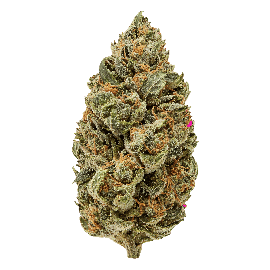 Gelato OG