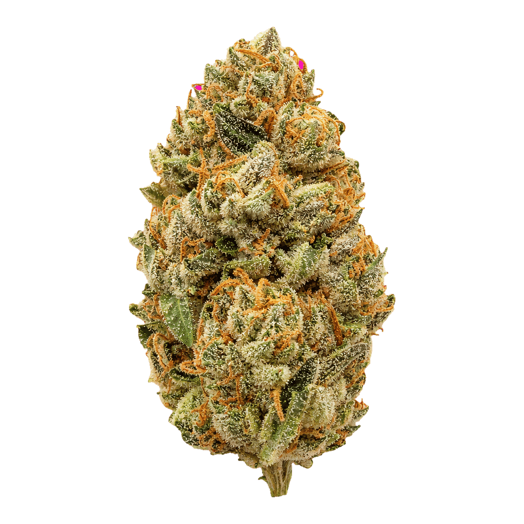 Rainbow Sherbert 11