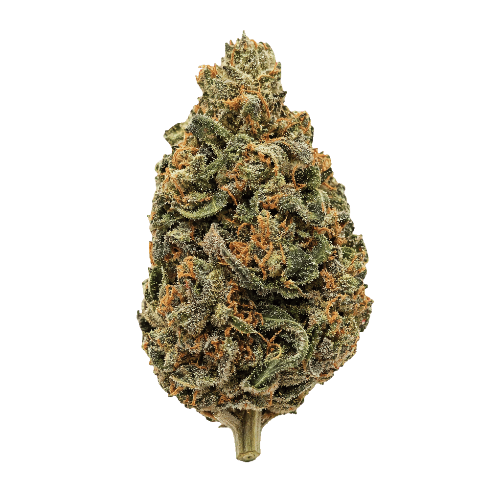 White Gorilla