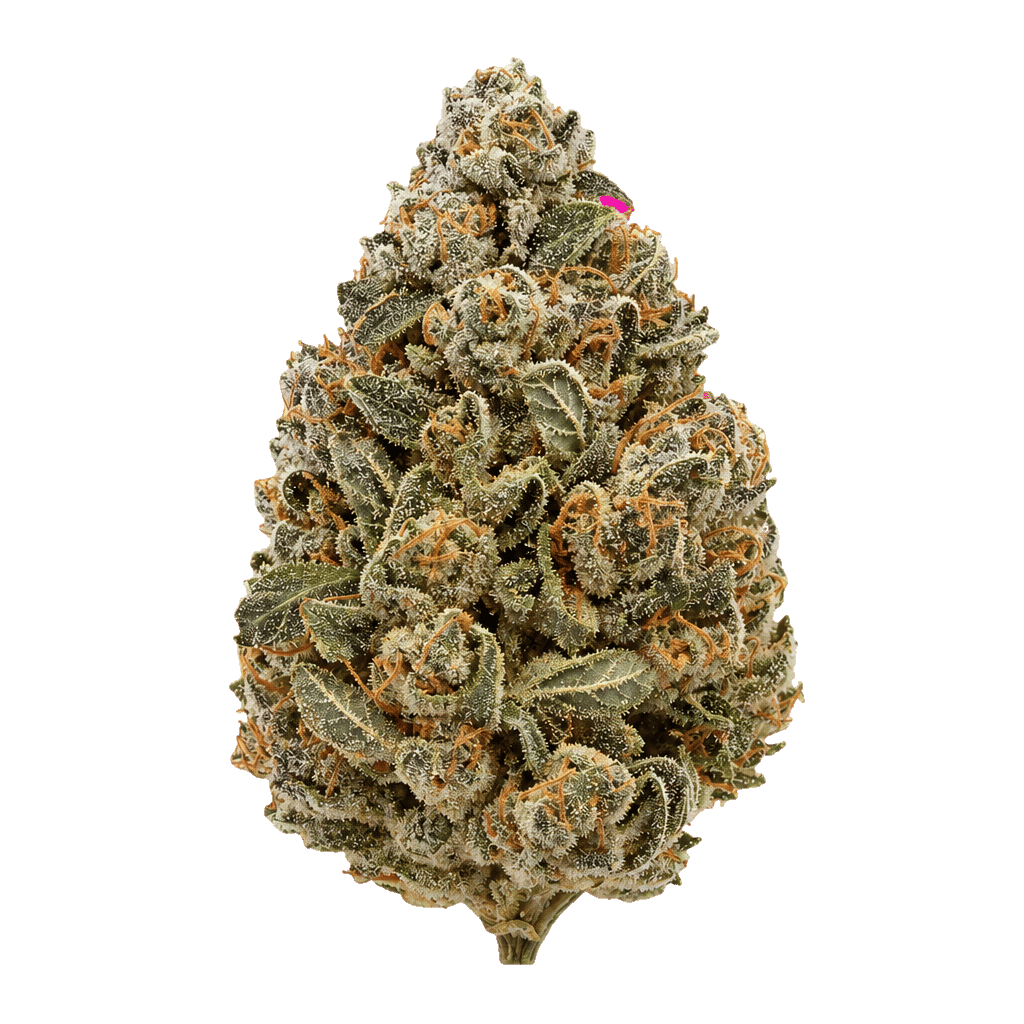 GG4 x Blueberry