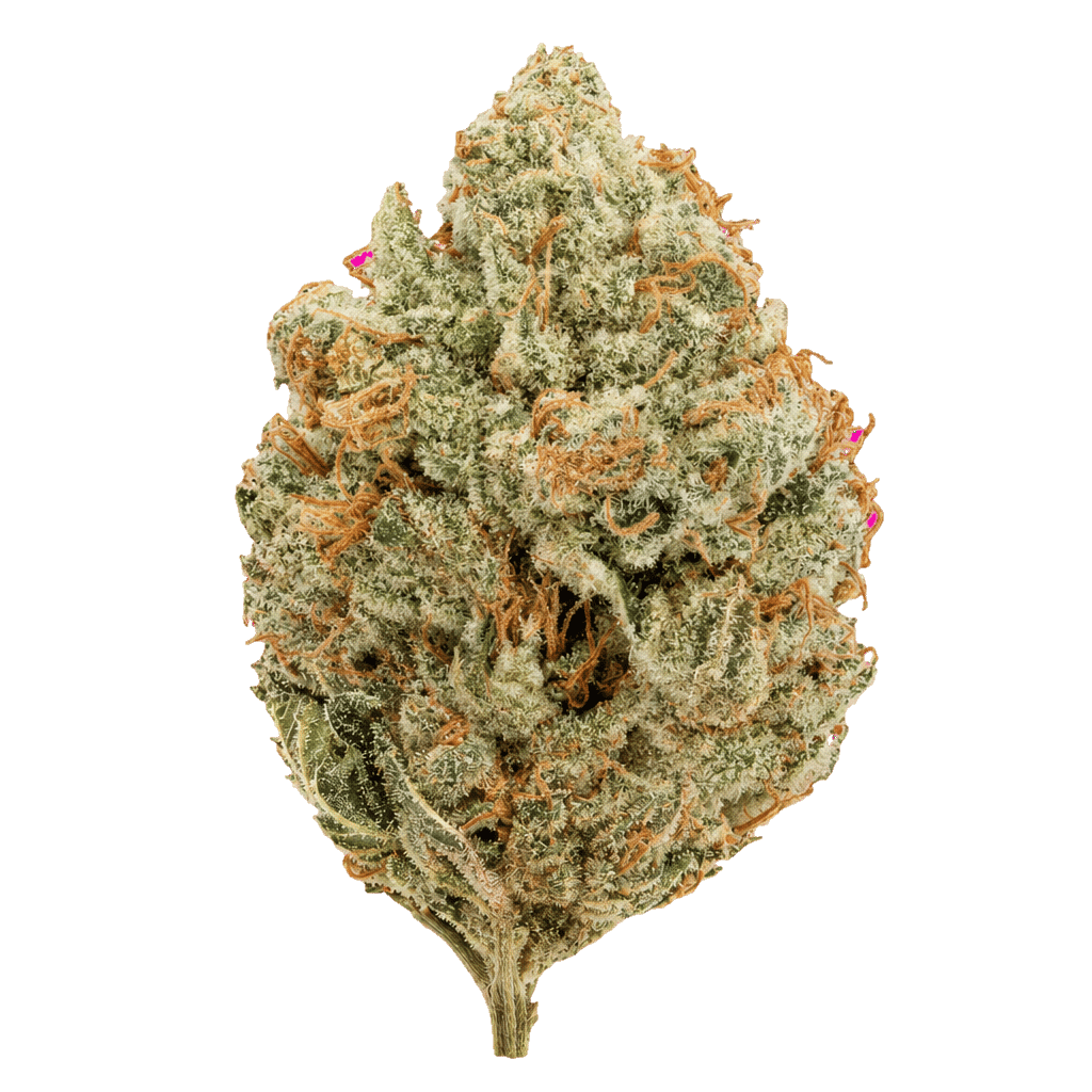 Kings Kush