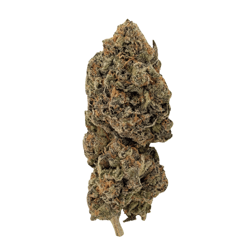 Jungle Pop