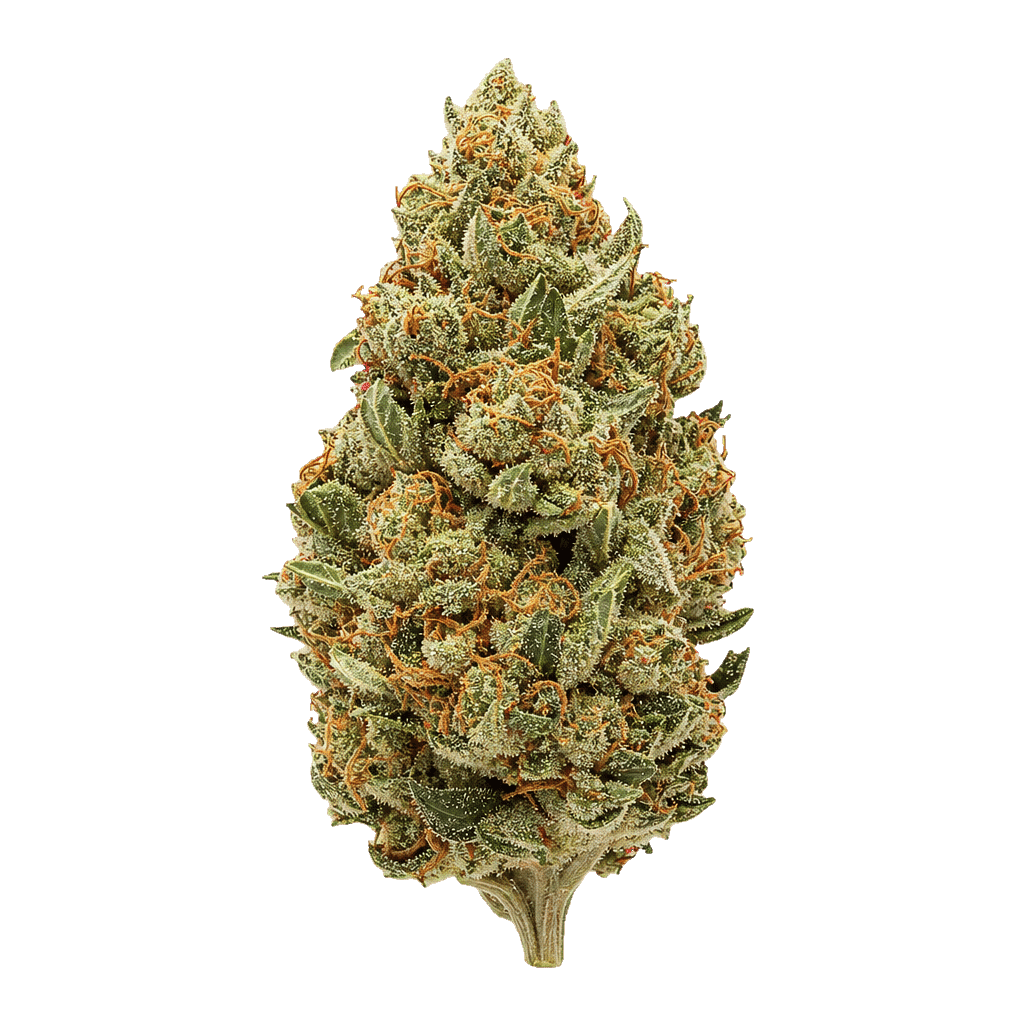 Ghost Gelato