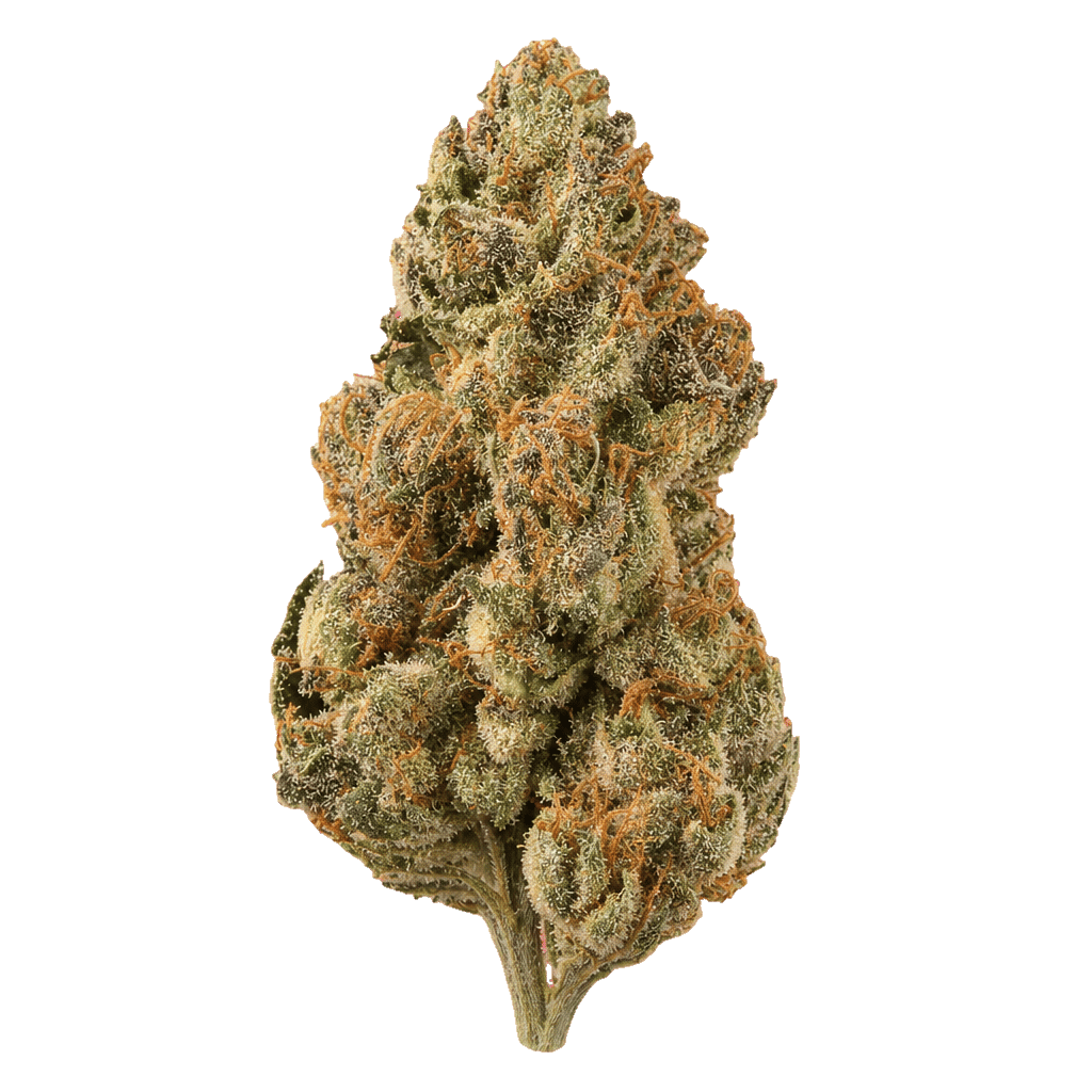Gelato OG Kush