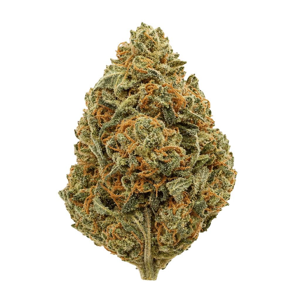 Amnesia Kush x Sherbet Sockher