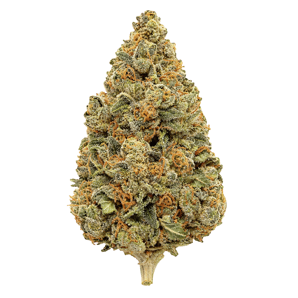 White Lemon x Marakabei Local