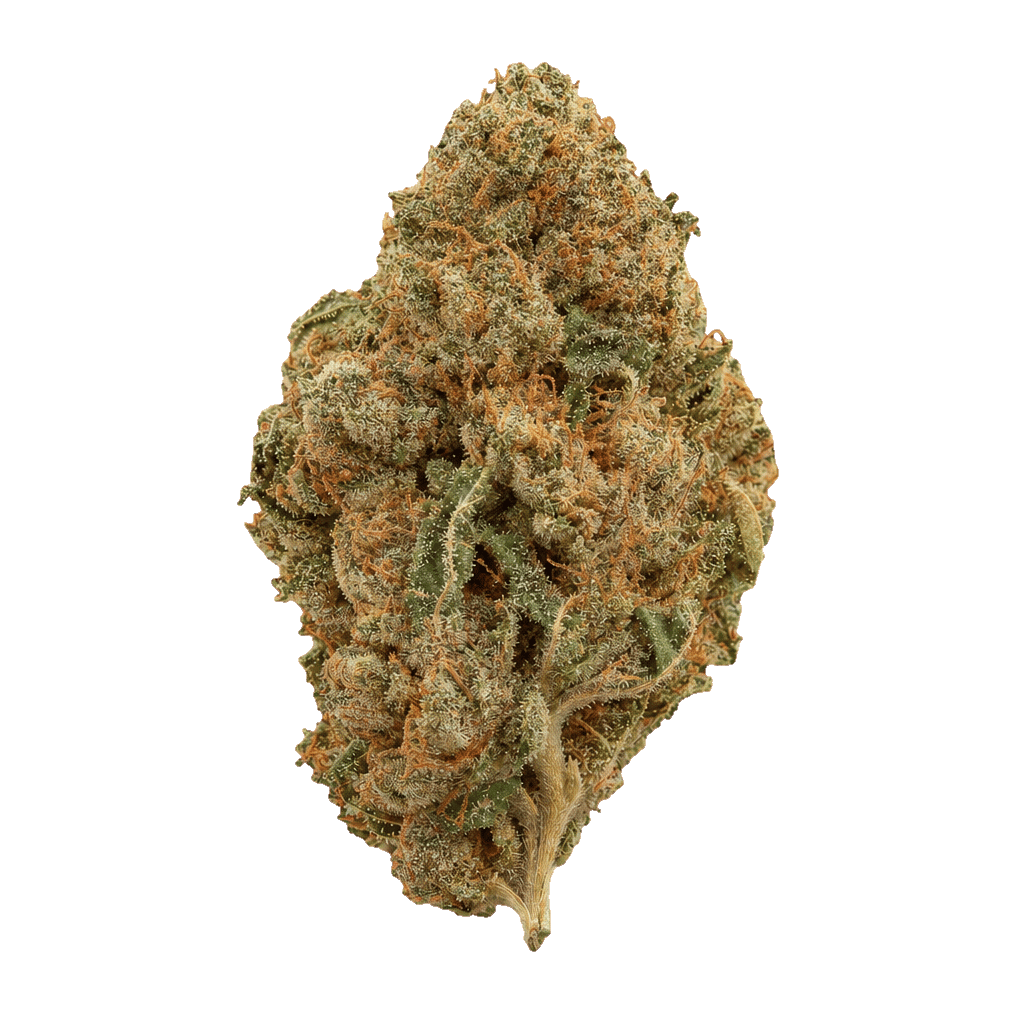 GG4 x Critical Kush
