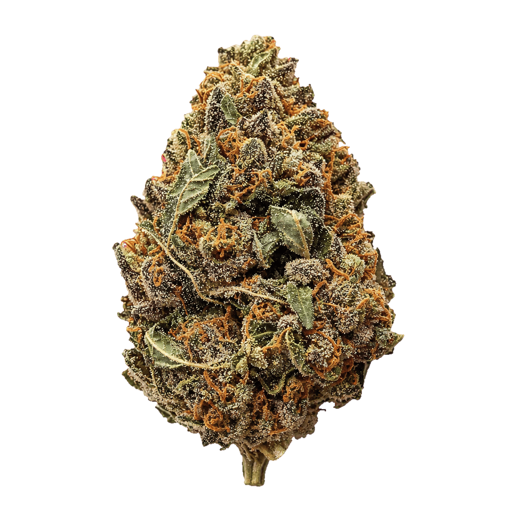 Orangina 2.0 (Orange Apricot x Free World Chem)