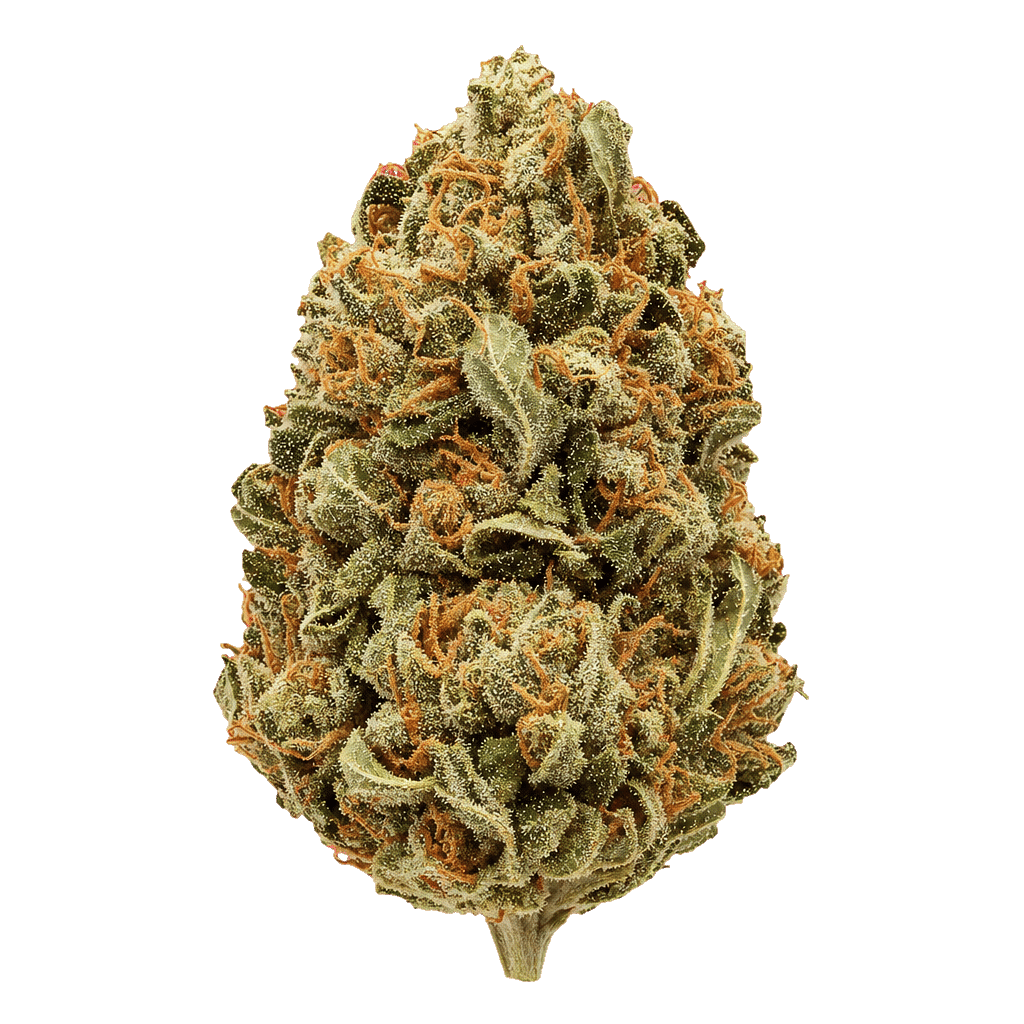 Maluti CBD (Otto Kush x ACDC)