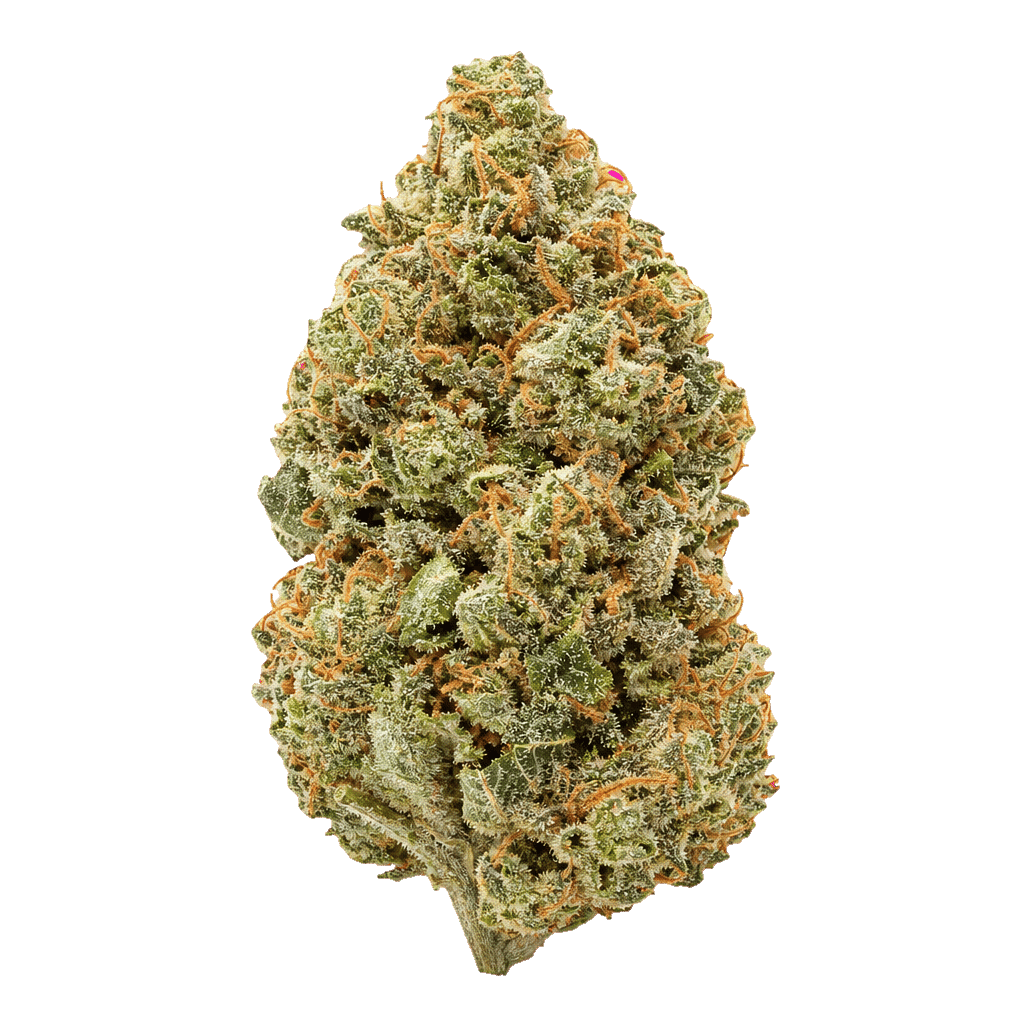 Super Silver Haze x The White