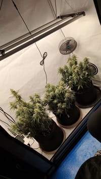 BlueDream von FastBuds.🫐😴