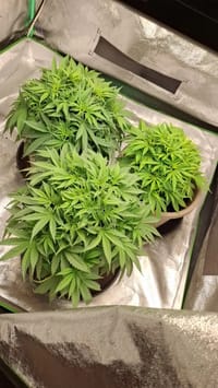 TEIL 1️⃣
Das war ein Grow von 3 Wedding Cheesecake Fastversions 👰🏽♀️🤵🏽♂️í ¾…
