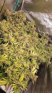 TEIL 2️⃣
Das war ein Grow von 3 Wedding Cheesecake Fastversions 👰🏽♀️🤵🏽♂️í ¾…