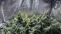 Amnesia Lemon BT55